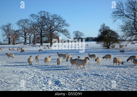 Schafe im Schnee auf der kleinen Gaddesden Herts Winter Stockfoto