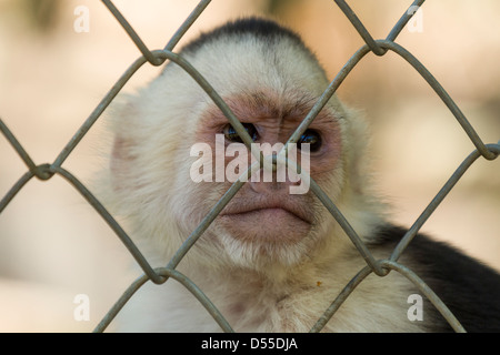 White-faced Capuchin (Cebus Capucinus) bei Las Pumas Animal Rescue Center in Cañas, Provinz Guanacaste, Costa Rica. Stockfoto