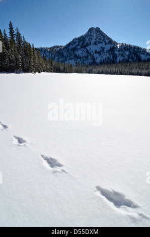 Spuren im Schnee auf Anthony Lake, Elkhorn Berge, Oregon. Stockfoto