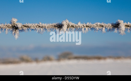 Raureif auf Stacheldraht mit blauem Himmel. Stockfoto