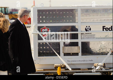 Toronto, Kanada. 25. März 2013. Pandas Er Shun und Da Mao wurden von der kanadische Premierminister Stephen Harper, seine Frau Mrs Laureen Harper und Zhang Junsai, Botschafter der Volksrepublik China nach Kanada begrüßt. Bildnachweis: Victor Biro/Alamy Live-Nachrichten Stockfoto