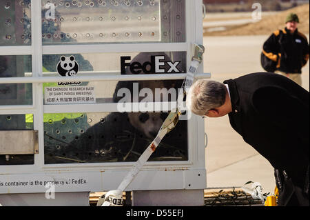 Toronto, Kanada. 25. März 2013. Pandas Er Shun und Da Mao wurden von der kanadische Premierminister Stephen Harper, seine Frau Mrs Laureen Harper und Zhang Junsai, Botschafter der Volksrepublik China nach Kanada begrüßt. Bildnachweis: Victor Biro/Alamy Live-Nachrichten Stockfoto