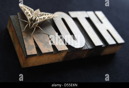 Sphinx Motte ruht auf dem Wort "Motte" in alten Buchdruck Holzart Stockfoto