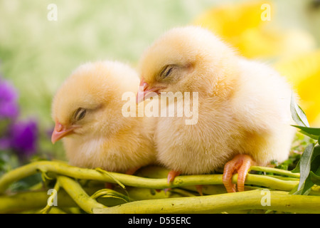 Schöne kleine Huhn auf grünem Hintergrund Stockfoto