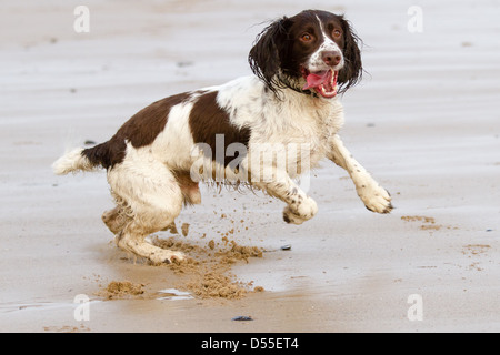 Englisch Springer Spaniel Hund springt über den Strand in Bridlington Stockfoto