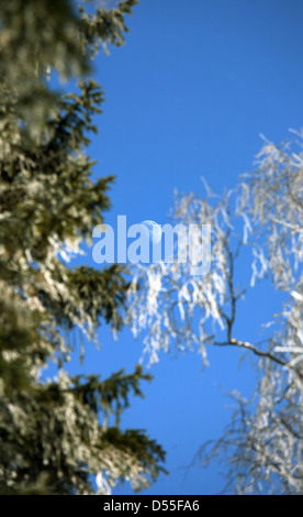 Szklarska Poreba, Polen, Schnee bedeckte Bäume und Mond im Riesengebirge Stockfoto