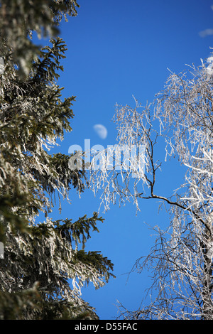 Szklarska Poreba, Polen, Schnee bedeckte Bäume und Mond im Riesengebirge Stockfoto