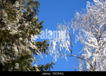 Szklarska Poreba, Polen, Schnee bedeckte Bäume und Mond im Riesengebirge Stockfoto