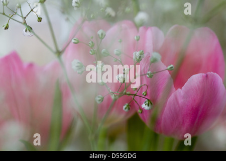 Berlin, Deutschland-Tulpen und Schleierkraut Stockfoto