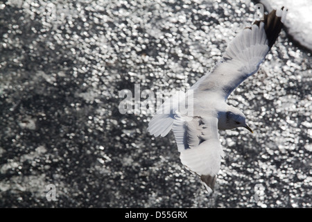 Berlin, Deutschland, fliegt eine Möwe über den gefrorenen Wannsee Stockfoto