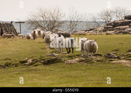 Schafherde in der Langen Zeile nach einer nach dem anderen, Wandern auf felsigen Kalkstein Gelände (lustige) - Malham Cove, Yorkshire Dales, England, UK. Stockfoto