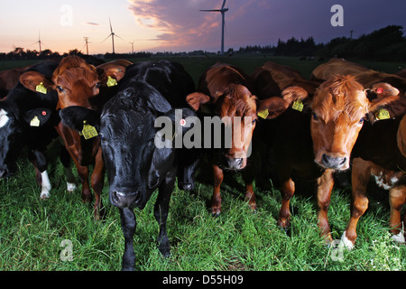 Breklum, Deutschland, Kühe in einem Feld Stockfoto