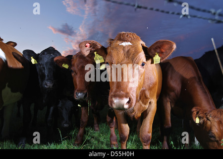 Breklum, Deutschland, Kühe in einem Feld Stockfoto