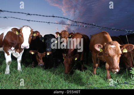 Breklum, Deutschland, Kühe in einem Feld Stockfoto