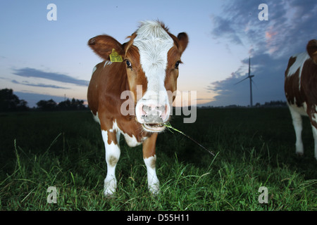 Breklum, Deutschland, Kühe in einem Feld Stockfoto