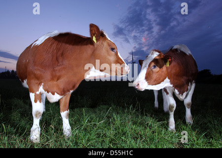 Breklum, Deutschland, Kühe in einem Feld Stockfoto