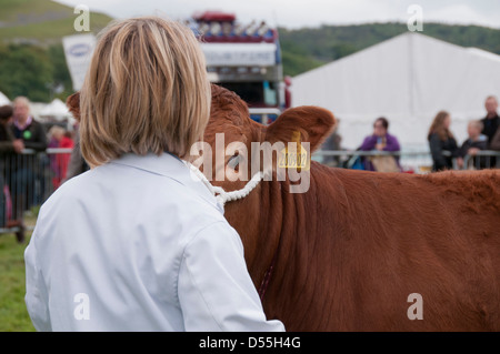 In der Nähe von Limousin Rinder Wettbewerber (Stier) & Handler in Parade Ring - kilnsey Landwirtschaft zeigen Showground, Yorkshire Dales, England, UK. Stockfoto