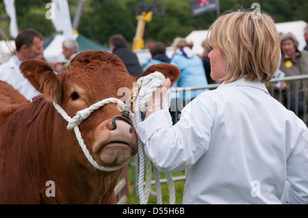 In der Nähe von Limousin Rinder Wettbewerber (Stier) & Handler in Parade Ring - kilnsey Landwirtschaft zeigen Showground, Yorkshire Dales, England, UK. Stockfoto