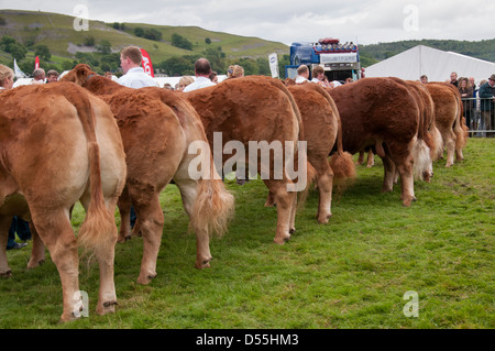 Ansicht der Rückseite des Limousin Rinder Wettbewerber mit Handlern, gezeichnet in Parade Ring - kilnsey Landwirtschaft zeigen Showground, Yorkshire Dales, England, UK. Stockfoto