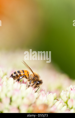 Honigbiene sammelt Nektar aus Sedum-Pflanze Stockfoto