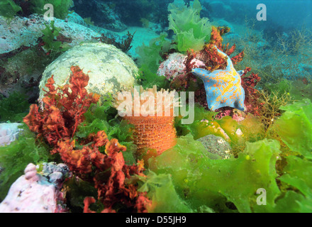 Die Unterwasserwelt des Japanischen Meeres und der Tataren-Straße Stockfoto
