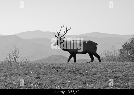 Elch zu Fuß auf einem Bergrücken in den Great Smoky Mountains. Stockfoto