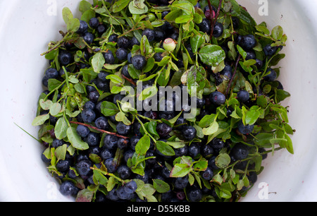 Gepflückten Heidelbeeren in einem Eimer, Finnland Stockfoto
