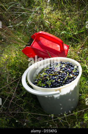 Kunststoff-Eimer voller wilde Blaubeeren (Vaccinium Myrtillus), Finnland Stockfoto