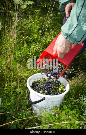 Füllt sich Kunststoff-Eimer mit Wilde Blaubeeren (Vaccinium Myrtillus), Finnland Stockfoto