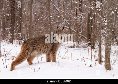 Kanada-Luchs, Lynx Canadansis im Schnee Stockfoto