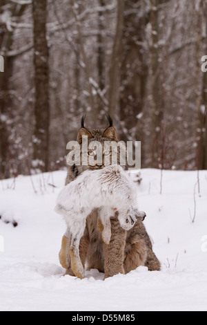 Kanada Lynx Lynx Canadansis im Schnee, mit Schneeschuh-Hase Stockfoto