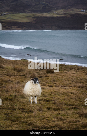 Scottish Blackface Schafe grasen auf der Küstenlinie, Isle Of Skye, Schottland Stockfoto