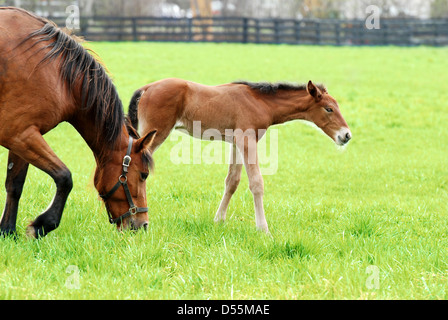 Fohlen und Stute Weiden Stockfoto