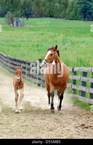 Fohlen und Stute mit Fokus auf Stute Stockfoto