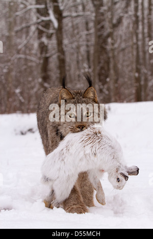 Kanada Lynx Lynx Canadansis im Schnee, mit Schneeschuh-Hase Stockfoto