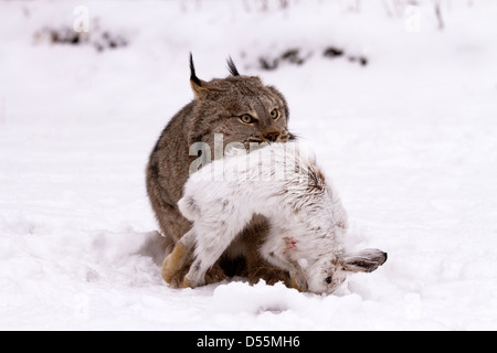 Kanada Lynx Lynx Canadansis im Schnee, mit Schneeschuh-Hase Stockfoto