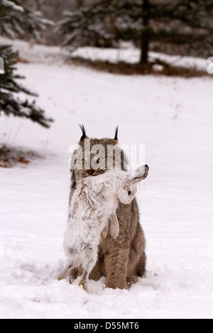 Kanada Lynx Lynx Canadansis im Schnee, mit Schneeschuh-Hase Stockfoto