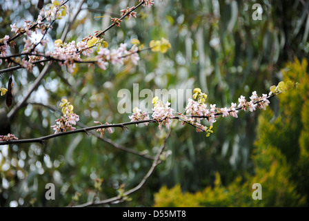 Zweige der Kirschbaum im Frühling Stockfoto