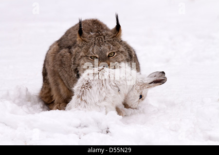 Kanada Lynx Lynx Canadansis im Schnee, mit Schneeschuh-Hase Stockfoto