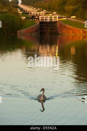 Schwan Schwimmen in Caen Hill Schleusen auf dem Kennet zu Avon Canal in Devizes Wiltshire Stockfoto