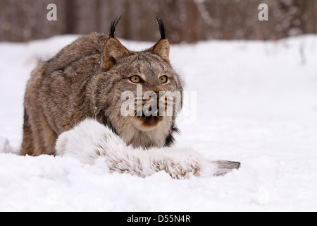 Kanada Lynx Lynx Canadansis im Schnee, mit Schneeschuh-Hase Stockfoto