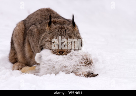 Kanada Lynx Lynx Canadansis im Schnee, mit Schneeschuh-Hase Stockfoto