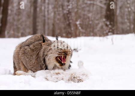 Kanada Lynx Lynx Canadansis im Schnee, mit Schneeschuh-Hase Stockfoto