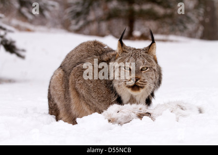 Kanada Lynx Lynx Canadansis im Schnee, mit Schneeschuh-Hase Stockfoto