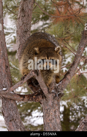 Racoon, Procyon Lotor auf einen Baum im Winter Stockfoto