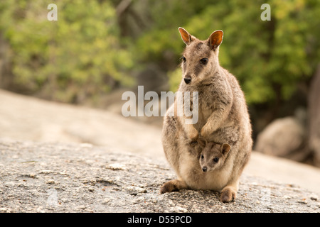 Mareeba Rock Wallaby mit Joey, North Queensland, Australien Stockfoto