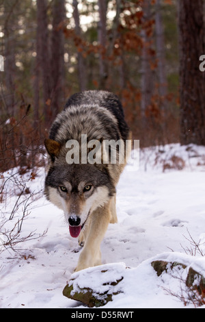 Grauer Wolf, Canis Lupus zu Fuß in Richtung Stockfoto