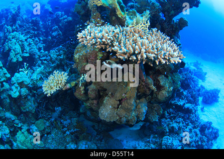 Unterwasserwelt im Roten Meer Stockfoto