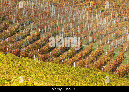 Zeilen-Weinberg auf Hügel Stockfoto