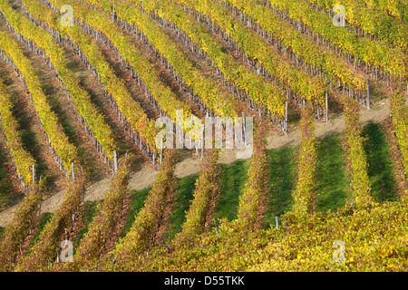 Zeilen-Weinberg auf Hügel Stockfoto